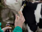 В Воронежской области пройдет массовая вакцинация животных от сибирской язвы