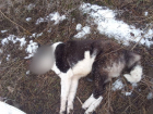 «Охота» на бездомных собак развернулась  в одном из районов Воронежской области
