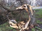 Шквалистый ветер поломал в Борисоглебске деревья