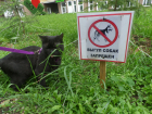 С собаками на улицы столицы Воронежской области больше нельзя