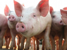 В Поворинском районе зафиксирована вспышка африканской чумы свиней