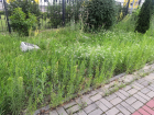 В густой траве могил Героев уже не видно: мемориальные комплексы Борисоглебска заросли