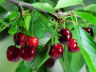 Центр вишневого туризма: в Новохоперском районе появится вишневый сад и сад ягодных растений за 1 млрд рублей 
