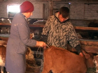 В Борисоглебском округе вакцинируют коров