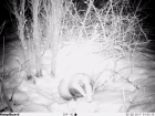 Сотрудникам Хоперского заповедника удалось сфотографировать проснувшегося после зимней спячки барсука