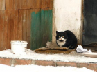«Кладбище домашних животных» Борисоглебска: почему владельцы новых квартир «забыли» своих питомцев?