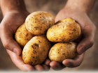 О высокой цене на картофель спросили губернатора Воронежской области