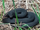  В поселке под Борисоглебском туристы наткнулись на змею 