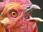 Тайна мертвых куриц: на Третьяковской птицефабрике назвали произошедшее "биологическим терроризмом"