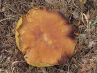 Борисоглебцы собирают грибы-великаны