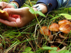  7 отравлений грибами зафиксировано  в Воронежской области