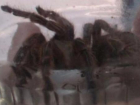 Жутковатый квест «Поймай паука» вызвал легкую панику у жителей Борисоглебска