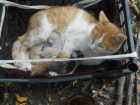 Жительнице Борисоглебска подкинули шесть слепых котят с мамой-кошкой в придачу