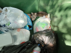 В селе Пески Поворинского района в мусорный контейнер выкинули маленьких котят