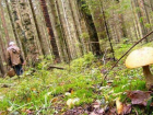 Две пенсионерки пошли в Шипов лес за грибами и заблудились