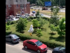  Гигантский гусь пристал к  девушке  в  столице Воронежской области 