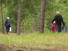 Несколько жителей Борисоглебска добровольно вышли на уборку соснового леса