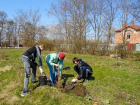 Студенты Борисоглебска посадили "деревья Победы"