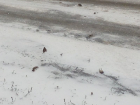 Народный репортер Борисоглебска: мертвые птицы на снегу
