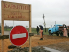 В Поворинском районе из-за африканской чумы отлавливают безнадзорных животных