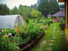 Борисоглебским садоводам на заметку: летние работы в саду