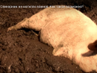Экс-депутат Госдумы записал эмоциональное видео про «свиной навоз»  на могилах павших воинов в Воронежской области