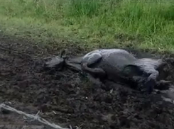 Грубое спасение утопающих в грязи коров сняли на видео в Бобровском районе