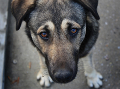 В Борисоглебске может появиться приют для бродячих собак