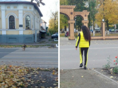 Борисоглебские собаки превзошли своих двуногих собратьев в умении переходить дорогу по правилам