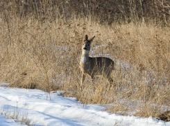 Косули на дороге. Водителей Воронежской области просят об осторожности
