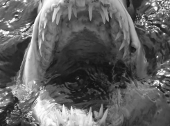 Каких чудищ вылавливали из водоемов Воронежской области