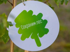 Воронежская область присоединится к осенней акции «Сохраним лес»