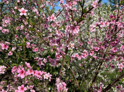 Расцвела  черемуха, расцвела сирень: в Воронежской области побиты все температурные рекорды