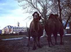В центре Новохоперска сфотографировали пасущихся верблюдов
