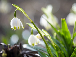 В Воронежскую область приходит настоящая весна