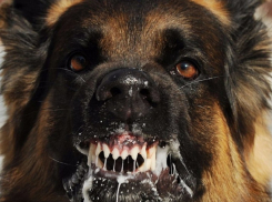 Воронежская область лидирует в списке «бешеных» регионов 