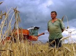 Аграрии Воронежской области получат поддержку от государства