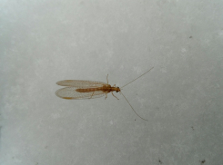 В Борисоглебске с неба полетели «белые мухи» и проснулись мотыльки