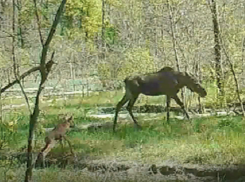 Новорожденного лосёнка с мамой сняли на видео в Хопёрском заповеднике