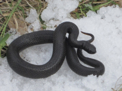 Когда в Воронежской области проснутся гадюки