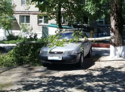 В Борисоглебске упавшая ветка пробила лобовое стекло автомобиля