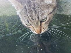 Аномальная жара накроет сегодня Воронежскую область