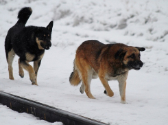 В Борисоглебском городском округе стерилизуют свыше 130-ти бездомных собак