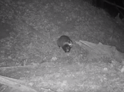 Ночные похождения упитанного барсука сняла фотоловушка Хоперского заповедника