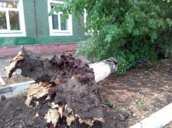 В Борисоглебске многолетняя береза рухнула на здание школы-интерната