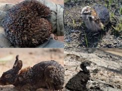 Массовое уничтожение животных ландшафтным пожаром запечатлели в Воронежской области