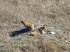 В Воронежской области проснулись байбаки