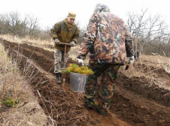 Последствия большого пожара: как в Борисоглебске возрождают сгоревший лес