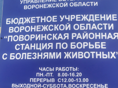  В Поворинском районе стартовала плановая вакцинация против бешенства собак и кошек