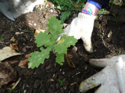 В Грибановском районе лесоводы высадили дубы и берёзы